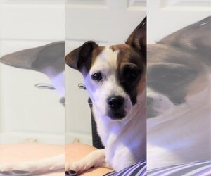 Cojack Dogs for adoption in Arlington, WA, USA