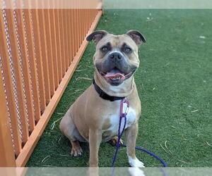 Boxer-Unknown Mix Dogs for adoption in Las Vegas, NV, USA