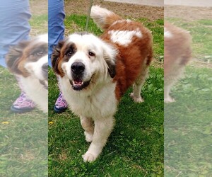 Saint Bernard Dogs for adoption in Hillsdale, IN, USA