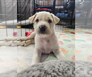 German Shepherd Dog-Unknown Mix Dogs for adoption in Raleigh, NC, USA