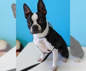 French Bulldog Dogs for adoption in Maple Grove, MN, USA
