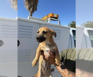 Black Mouth Cur Dogs for adoption in Bakersfield, CA, USA