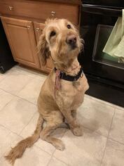 Goldendoodle Dogs for adoption in Murrells Inlet, SC, USA