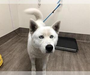 Siberian Husky Dogs for adoption in Pasadena, CA, USA