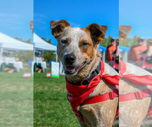 Mutt Dogs for adoption in Wakefield, RI, USA