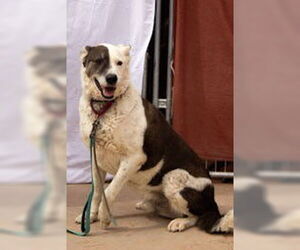 Mutt Dogs for adoption in Cottonwood, AZ, USA