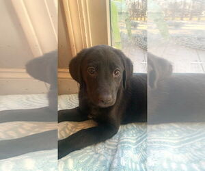 Labbe Dogs for adoption in Wheaton, IL, USA