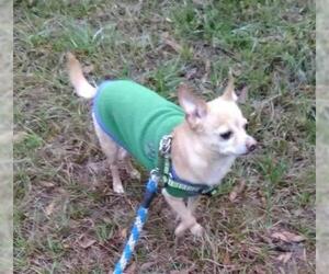 Chihuahua Dogs for adoption in Melrose, FL, USA