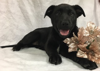 Medium Photo #1 Labrador Retriever Puppy For Sale in Chicago, IL, USA