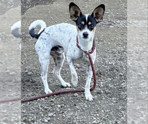 Mutt Dogs for adoption in Olalla, WA, USA