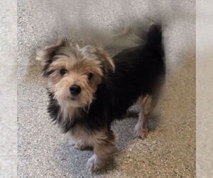 Mutt Dogs for adoption in Spring, TX, USA