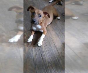 Mutt Dogs for adoption in San Antonio, TX, USA