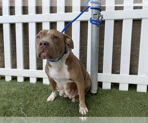 Mutt Dogs for adoption in Modesto, CA, USA