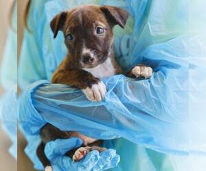 Bull Terrier-Unknown Mix Dogs for adoption in San Antonio, TX, USA