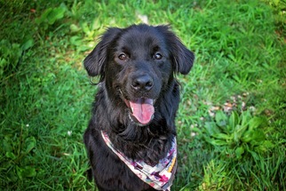 Labrador Retriever Dogs for adoption in Landenberg, PA, USA