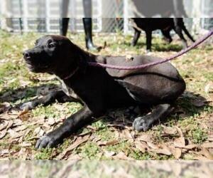 Mastador Dogs for adoption in Little Rock, AR, USA