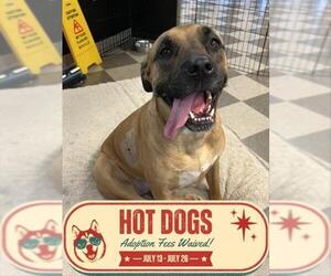 Mutt Dogs for adoption in Toronto, Ontario, Canada
