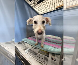 Maltese Dogs for adoption in San Bernardino, CA, USA