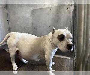 American Bulldog-Unknown Mix Dogs for adoption in San Bernardino, CA, USA