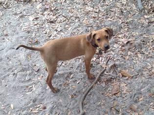Medium Photo #1 Beagle-Unknown Mix Puppy For Sale in Crestview, FL, USA