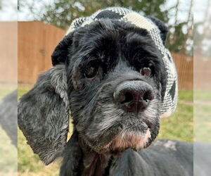 Cocker Spaniel-Unknown Mix Dogs for adoption in Arlington, VA, USA