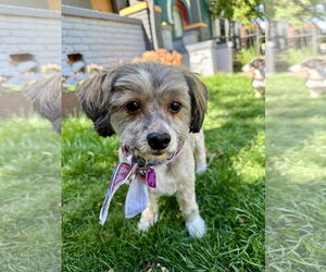 Shih Tzu-Unknown Mix Dogs for adoption in Aurora, CO, USA