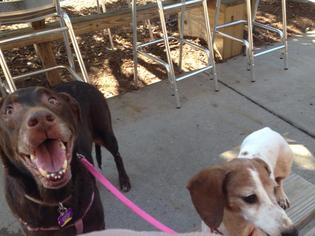 Golden Retriever Dogs for adoption in Charleston, SC, USA