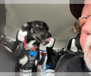 Beagle-Whippet Mix Dogs for adoption in Coventry, CT, USA