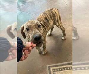 Mastador Dogs for adoption in Lacombe, LA, USA