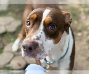 Mutt Dogs for adoption in Tulsa, OK, USA