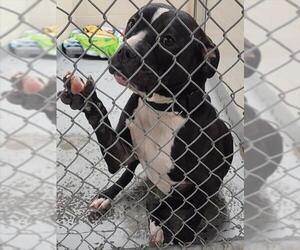 Mutt Dogs for adoption in Anchorage, AK, USA