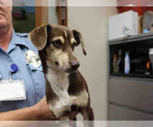 Chiweenie Dogs for adoption in Upland, CA, USA