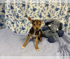 Chihuahua Dogs for adoption in Modesto, CA, USA