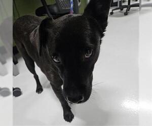 Border Collie-Unknown Mix Dogs for adoption in Temple, TX, USA