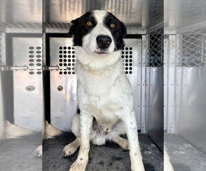 Border Collie Dogs for adoption in Woodland, CA, USA