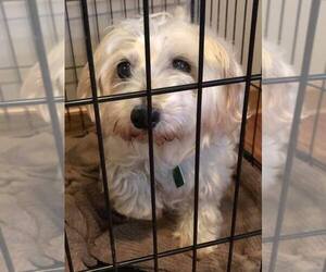Maltipoo Dogs for adoption in Clarkston, MI, USA