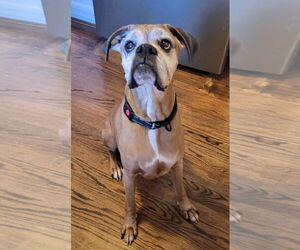 Boxer Dogs for adoption in Burnsville, MN, USA
