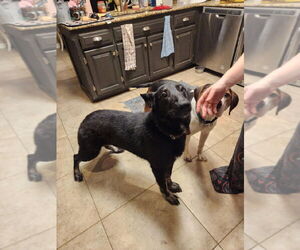 German Shepherd Dog Dogs for adoption in Mt. Airy, MD, USA