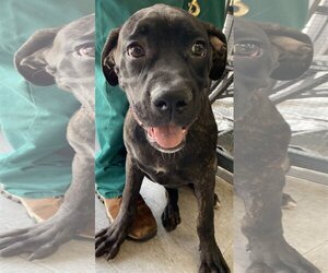 Presa Canario Dogs for adoption in Royal Palm Beach, FL, USA