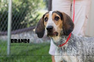 Coonhound Dogs for adoption in La Porte, IN, USA