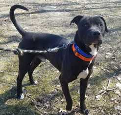 Small Labrador Retriever Mix