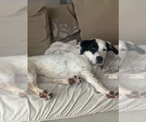 Colonial Cocker Spaniel-Labrador Retriever Mix Dogs for adoption in Plainfield, IL, USA