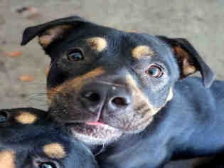 Medium Photo #1 Rottweiler-Unknown Mix Puppy For Sale in Fort Walton Beach, FL, USA