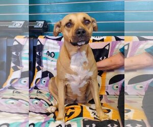 Black Mouth Cur-Unknown Mix Dogs for adoption in Amarillo, TX, USA
