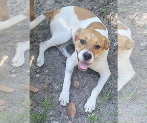 Bogle Dogs for adoption in Melrose, FL, USA