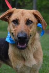 German Shepherd Dog-Unknown Mix Dogs for adoption in Brevard, NC, USA