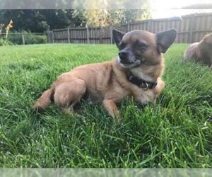 Chihuahua Dogs for adoption in Rochester, MN, USA