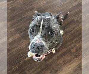Mutt Dogs for adoption in Fargo, ND, USA