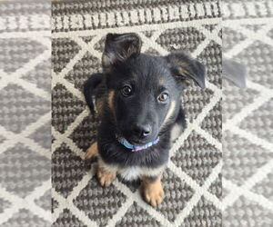 German Shepherd Dog Dogs for adoption in Minneapolis, MN, USA