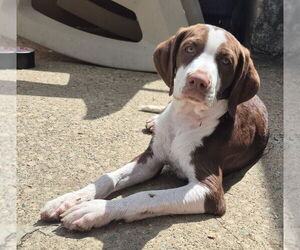 English Springer Spaniel-Pointer Mix Dogs for adoption in Aurora, IN, USA